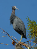 LittleBlueHeron7823b.jpg