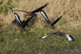 BlackbelliedWhistlingDuck3218b.jpg