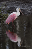 RoseateSpoonbill3287b.jpg