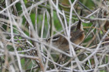 MarshWren3431b.jpg