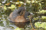 PiedbilledGrebe3504b.jpg