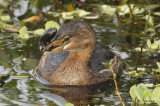 PiedbilledGrebe3506b.jpg