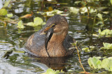 PiedbilledGrebe3517b.jpg