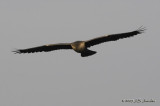 Anhinga3798b.jpg