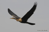 Anhinga3803b.jpg