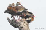 BlackbelliedWhistlingDuck4323b.jpg