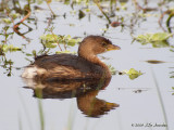 PiedbilledGrebe7995b.jpg