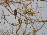 SharpshinnedHawk8020b.jpg