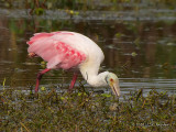 RoseateSpoonbill8035b.jpg