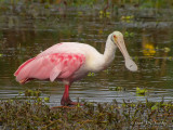 RoseateSpoonbill8038b.jpg