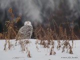 SnowyOwl8233b.jpg