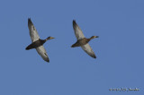 AmericanBlackDuck7679b.jpg