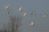 TundraSwan7795b.jpg