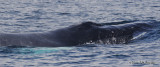 HumpbackWhale9817b.jpg