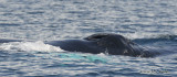 HumpbackWhale9821b.jpg