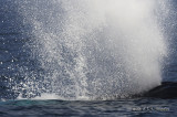 HumpbackWhale9824b.jpg