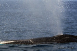 HumpbackWhale9827b.jpg