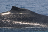 HumpbackWhale9833b.jpg