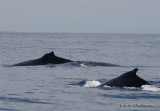 HumpbackWhale9892b.jpg