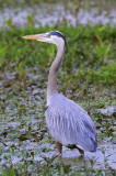 GreatBlueHeron2503b.jpg