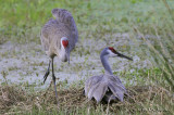 SandhillCrane2558b.jpg