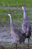 SandhillCrane2670b.jpg