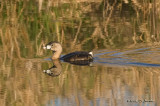 PIedbilledGrebe3707b.jpg