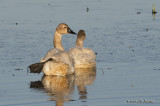 TrumpeterSwan3684b.jpg