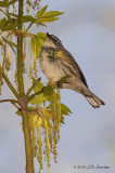 YellowrumpedWarbler3795b.jpg