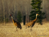 SandhillCrane9011b.jpg