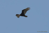 TurkeyVulture3911b.jpg