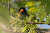 AmericanRedstart6673b.jpg