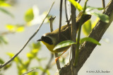 CommonYellowthroat6874b.jpg