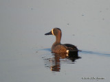 BluewingedTeal9319b.jpg