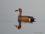 BluewingedTeal9320b.jpg