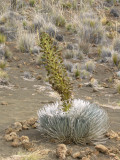 MaunaKea2152b.jpg