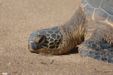 SeaTurtle4103b.jpg