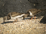 RuddyTurnstone2436b.jpg
