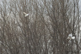 GreatEgret0500b.jpg