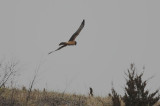 NorthernHarrier0810b.jpg