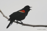 RedwingBlackbird9103b.jpg