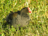 Moorhen4164b.jpg