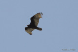 TurkeyVulture9548b.jpg