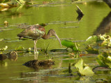 GlossyIbis4369b.jpg