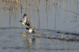 LesserScaup0701b.jpg