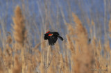 RedwingBlackbird0643b.jpg