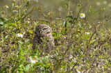 BurrowingOwl1117b.jpg