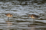 Willet1233b.jpg