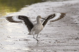 Willet1285b.jpg