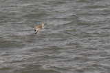 Willet1425b.jpg